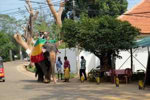 słoń, tajlandia, kambodża, sri lanka, elephant (2)